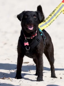 Black Patterdale Terrier standing on the sand