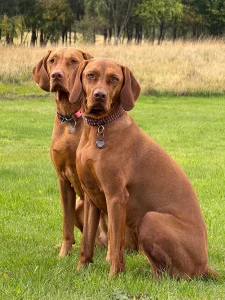 Two sibling Vizslas sitting nicely on the grass