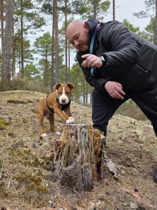 Boxer puppy with two paws on a tree stump