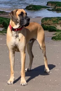 Great Dane standing at the beach