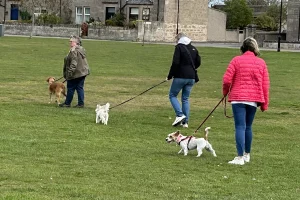 Clients and dogs training