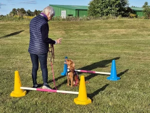 Client and dog working well between cones
