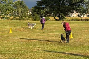 Clients training with their dogs