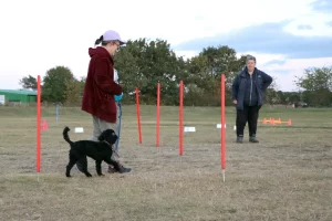 Loose lead walking with Lorna