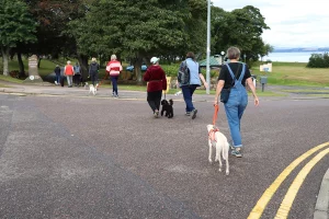 Dogs doing ‘wait’ before safely walking across the road with their owners