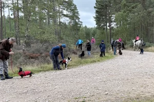 Dogs being obedient for their owners as two horses go by