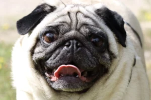 Adorable pug