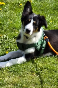 Border Collie laying on the grass