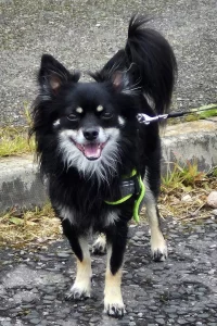 Chihuahua standing on a pathway