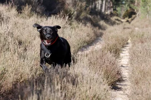 Lorna's black Labrador, Kol running in heather