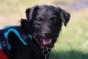 Head shot of a black Patterdale Terrier