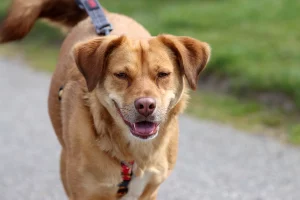 Romanian rescue walking along a path