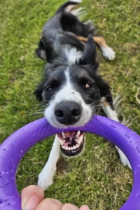 Border Collie pulling on a ring toy