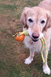 Susan's Golden Retriever, Amelie