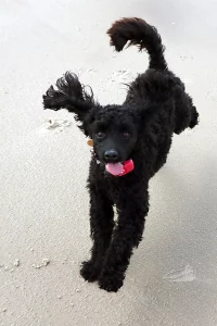 Black Miniature Poodle at the beach