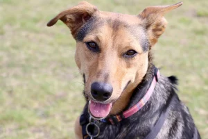 Huntaway Collie cross