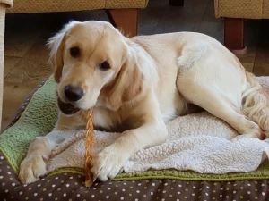 Susan's Golden Retriever, Amelie