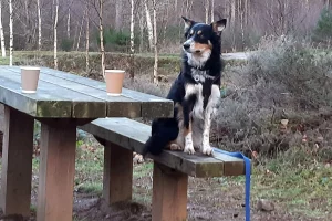 Border Collie sitting on the seat of a bench