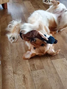 Susan's Golden Retriever, Amelie playing