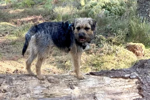 Border Terrier standing on a log