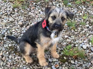 Border Terrier sitting on stones