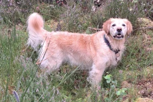 Susan's Golden Retriever, Amelie