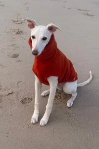 Whippet sitting on the beach