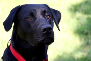 Lorna's black Labrador, Kol