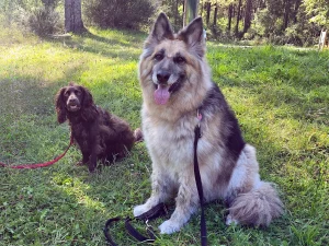 Chocolate brown Spaniel and German Shepherd