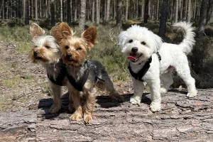 Two Yorkshire Terrier brothers and a white Lhasa Apso Yorkshire Terrier cross