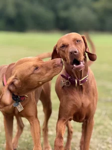Two Vizslas on the grass