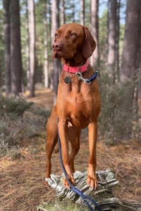 Beautiful Vizsla with its two front paws on a rock