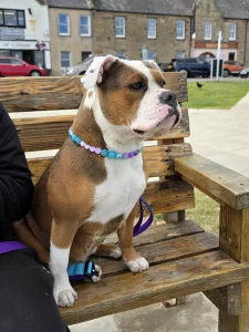 Boxer sitting on a bench