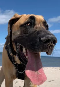 Headshot of a Great Dane