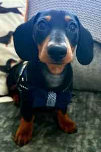 Dachshund sitting on the floor