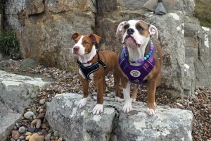 Boxer dog and puppy standing together
