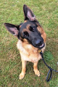 Headshot of a German Shepherd dog