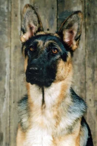 Susan's German Shepherd dog, Ciara
