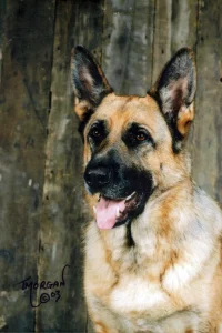 Susan's German Shepherd dog, Kyle