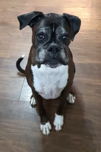 Boxer sitting on the floor