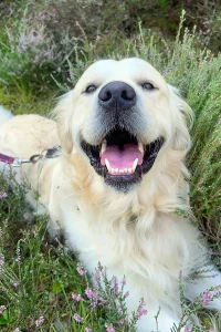 Golden Retriever laying on the grass