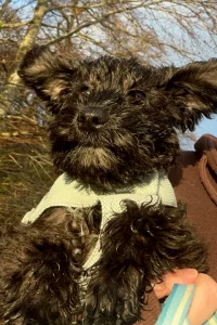Headshot of a black Schnoodle