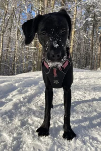Black Labrador Pointer cross standing in snow