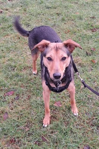 Huntaway Collie cross standing on the grass