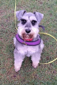 Schnauzer sitting on the grass