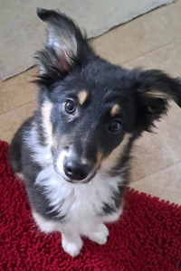Headshot of a Border Collie