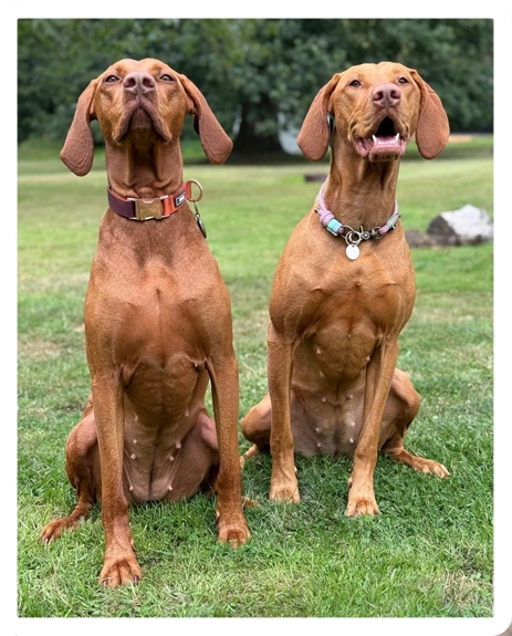 Testimonial about multiple classes taken by Vizslas, Gertie and Audrey