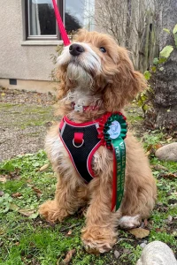 Cockerpoo wearing a rosette