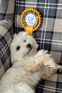 Lhasa Apso Yorkshire Terrier cross next to his rosette