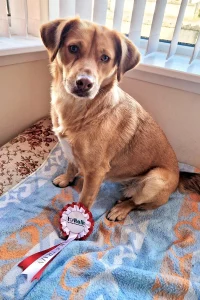 Romanian rescue next to her rosette